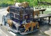 THÁI LAN BANGKOK - PATTAYA